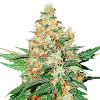 Auto O.G. Kush fem. Seedstockers