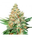 Auto O.G. Kush fem. Seedstockers