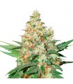 O.G. Kush fem. Seedstockers