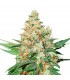 O.G. Kush fem. 25 u. Seedstockers
