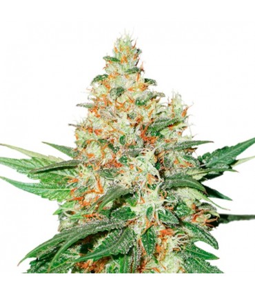 O.G. Kush fem. 25 u. Seedstockers