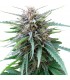 Frizzy Kush fem. Seedstockers