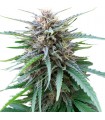 Frizzy Kush fem. Seedstockers