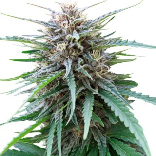 Frizzy Kush fem. 25 u. Seedstockers