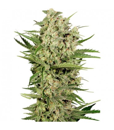 Cheese fem. Seedstockers - Ultimas unidades