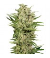 Cheese fem. Seedstockers - Ultimas unidades