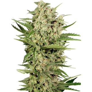 Cheese fem.  3 u. Seedstockers  - Ultimas unidades