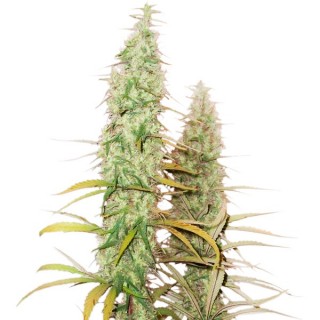Auto Santa Marta Haze fem. Seedstockers