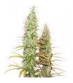 Auto Santa Marta Haze fem. Seedstockers