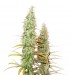 Auto Santa Marta Haze fem.  3 u. Seedstockers