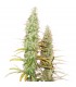Santa Marta Haze fem. Seedstockers