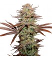 Auto Sticky Fingers fem. Seedstockers