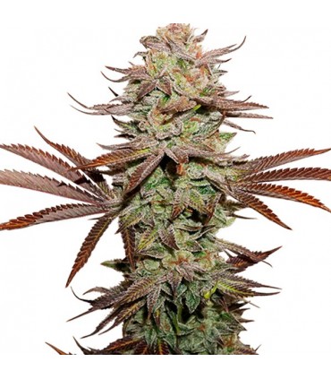 Auto Sticky Fingers fem.  3 u. Seedstockers