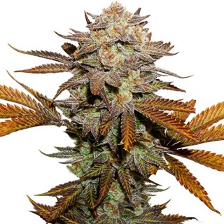 Sticky Fingers fem. 25 u. Seedstockers