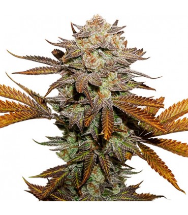 Sticky Fingers fem. 25 u. Seedstockers