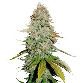 Sticky Monkey GGN4 fem. Seedstockers