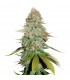 Sticky Monkey GGN4 fem.  5 u. Seedstockers