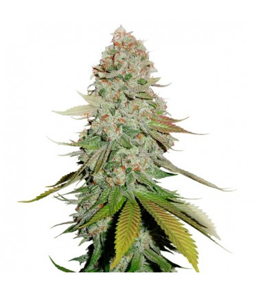 Sticky Monkey GGN4 fem.  5 u. Seedstockers
