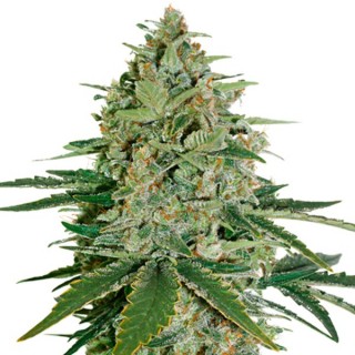 Auto Super Skunk fem. Seedstockers