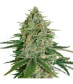 Auto Super Skunk fem. Seedstockers