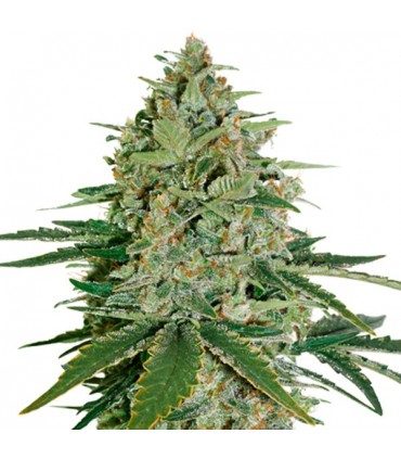 Super Skunk fem. 25 u. Seedstockers