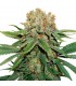 Thin Mint Crack fem. 3 u. Seedstockers