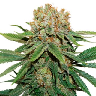 Thin Mint Crack fem.  3 u. Seedstockers