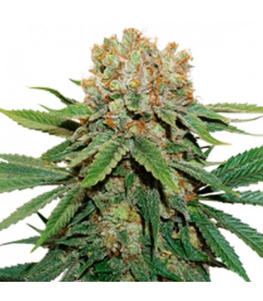 Thin Mint Crack fem.  5 u. Seedstockers