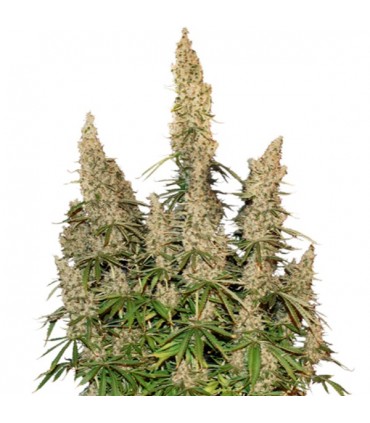 Auto White Widow fem. Seedstockers