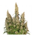 Auto White Widow fem. Seedstockers