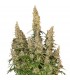 Auto White Widow fem.  5 u. Seedstockers
