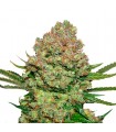 White Widow fem. Seedstockers