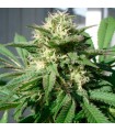 Bubble Bud fem. Black Skull Seeds