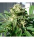 Bubble Bud   5 u. fem. Black Skull Seeds
