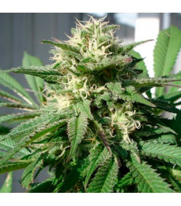 Bubble Bud   5 u. fem. Black Skull Seeds