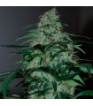 Five-o fem. Black Skull Seeds