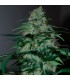 Five-o   5 u. fem. Black Skull Seeds