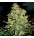 Jack Herer fem. Black Skull Seeds