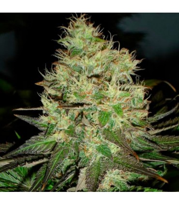 Jack Herer fem. Black Skull Seeds