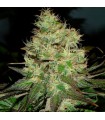 Jack Herer fem. Black Skull Seeds