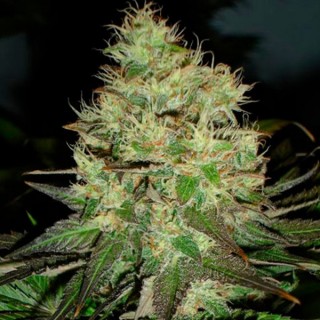 Jack Herer  10 u. fem. Black Skull Seeds