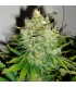 Pepper Jack Haze fem. Black Skull Seeds