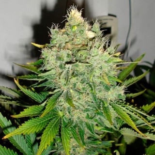 Pepper Jack Haze fem. Black Skull Seeds