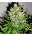 Pepper Jack Haze fem. Black Skull Seeds