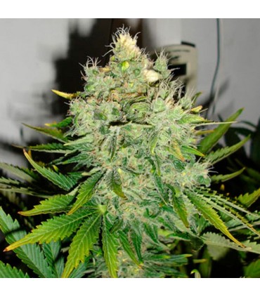 Pepper Jack Haze  10 u. fem. Black Skull Seeds