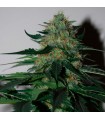 Pineapple Gum fem. Black Skull Seeds