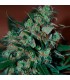 Power Bud fem. Black Skull Seeds