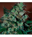 Power Bud fem. Black Skull Seeds