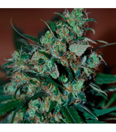 Power Bud   5 u. fem. Black Skull Seeds