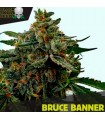 Bruce Banner fem. Black Skull Seeds